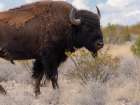 Buffalo bull on Ladder Ranch raised for beef, Ted Turner properties in New Mexico Art Print